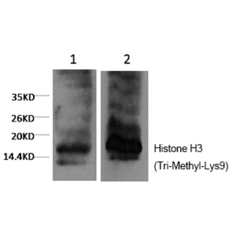 Western blot - Histone H3 (Tri-Methyl-Lys9) Monoclonal Antibody from Signalway Antibody (HW164) - Antibodies.com