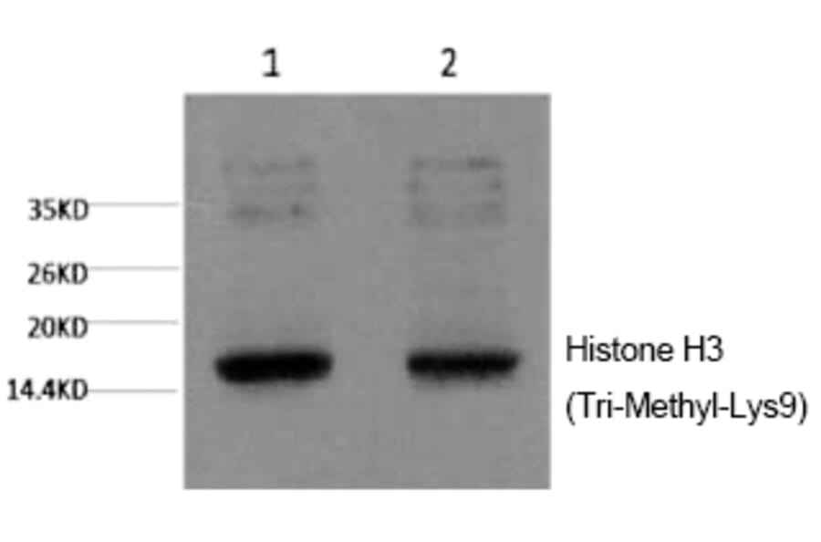 Western blot - Histone H3 (Tri-Methyl-Lys9) Monoclonal Antibody from Signalway Antibody (HW164) - Antibodies.com