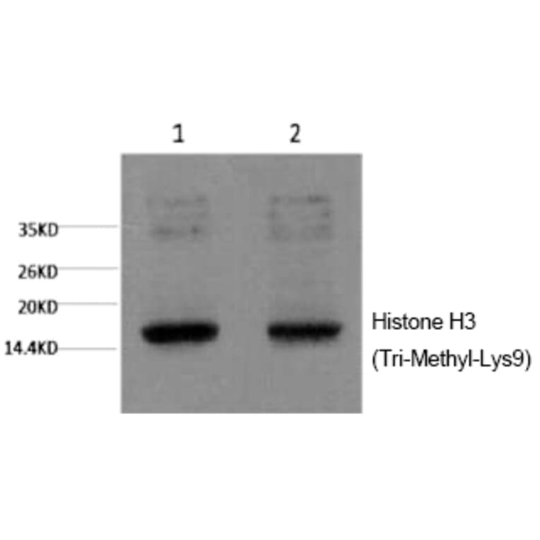 Western blot - Histone H3 (Tri-Methyl-Lys9) Monoclonal Antibody from Signalway Antibody (HW164) - Antibodies.com