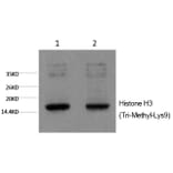 Western blot - Histone H3 (Tri-Methyl-Lys9) Monoclonal Antibody from Signalway Antibody (HW164) - Antibodies.com