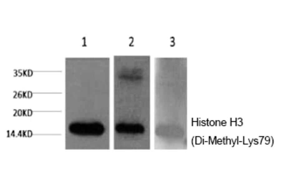 Western blot - Histone H3 (Di-Methyl-Lys79) Monoclonal Antibody from Signalway Antibody (HW166) - Antibodies.com