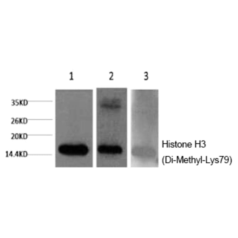 Western blot - Histone H3 (Di-Methyl-Lys79) Monoclonal Antibody from Signalway Antibody (HW166) - Antibodies.com