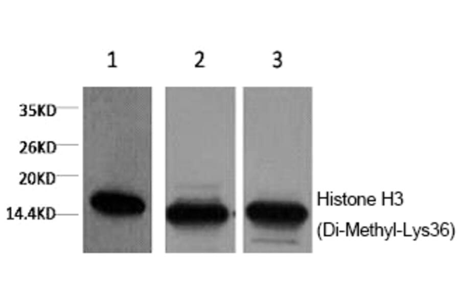 Western blot - Histone H3 (Di-Methyl-Lys36) Monoclonal Antibody from Signalway Antibody (HW167) - Antibodies.com