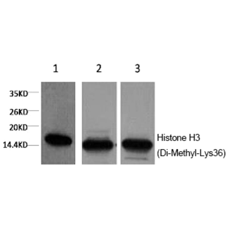 Western blot - Histone H3 (Di-Methyl-Lys36) Monoclonal Antibody from Signalway Antibody (HW167) - Antibodies.com