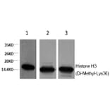 Western blot - Histone H3 (Di-Methyl-Lys36) Monoclonal Antibody from Signalway Antibody (HW167) - Antibodies.com