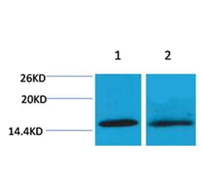 Western blot - Histone H4 (Tri-Methyl-Lys20) Rabbit Polyclonal Antibody from Signalway Antibody - Antibodies.com