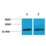 Western blot - Histone H4 (Tri-Methyl-Lys20) Rabbit Polyclonal Antibody from Signalway Antibody - Antibodies.com