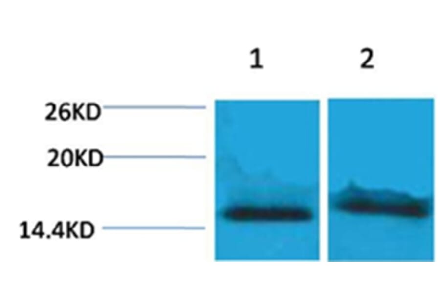 Western blot - Histone H4 (Tri-Methyl-Lys59) Rabbit Polyclonal Antibody from Signalway Antibody - Antibodies.com