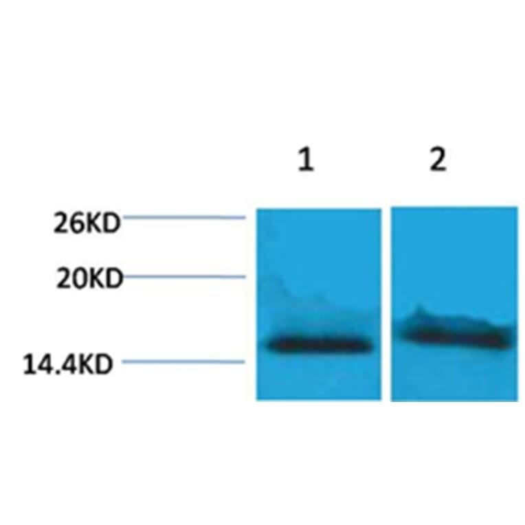 Western blot - Histone H4 (Tri-Methyl-Lys59) Rabbit Polyclonal Antibody from Signalway Antibody - Antibodies.com
