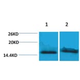 Western blot - Histone H4 (Tri-Methyl-Lys59) Rabbit Polyclonal Antibody from Signalway Antibody - Antibodies.com