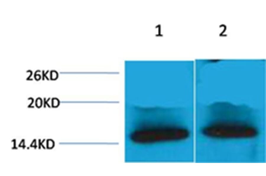 Western blot - Histone H4 (Tri-Methyl-Lys79) Rabbit Polyclonal Antibody from Signalway Antibody - Antibodies.com