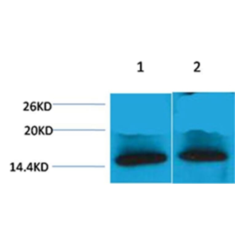 Western blot - Histone H4 (Tri-Methyl-Lys79) Rabbit Polyclonal Antibody from Signalway Antibody - Antibodies.com
