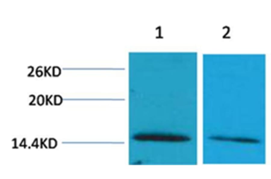 Western blot - Histone H2B (Di-Methyl-Lys43) Rabbit Polyclonal Antibody from Signalway Antibody - Antibodies.com