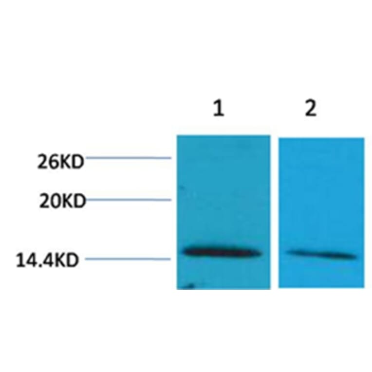 Western blot - Histone H2B (Di-Methyl-Lys43) Rabbit Polyclonal Antibody from Signalway Antibody - Antibodies.com