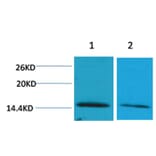 Western blot - Histone H2B (Di-Methyl-Lys43) Rabbit Polyclonal Antibody from Signalway Antibody - Antibodies.com