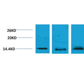 Western blot - Histone H2B (Tri-Methyl-Lys5) Rabbit Polyclonal Antibody from Signalway Antibody - Antibodies.com