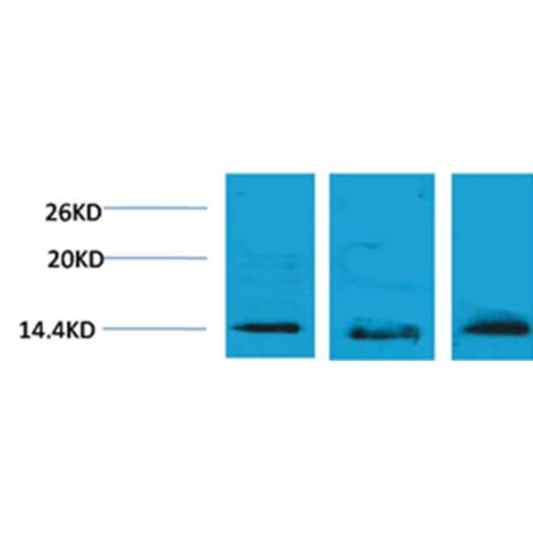 Western blot - Histone H2B (Tri-Methyl-Lys5) Rabbit Polyclonal Antibody from Signalway Antibody - Antibodies.com