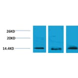 Western blot - Histone H2B (Tri-Methyl-Lys5) Rabbit Polyclonal Antibody from Signalway Antibody - Antibodies.com