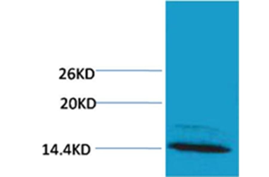 Western blot - Histone H4 (mono-methyl-Arg3) Rabbit Polyclonal Antibody from Signalway Antibody - Antibodies.com