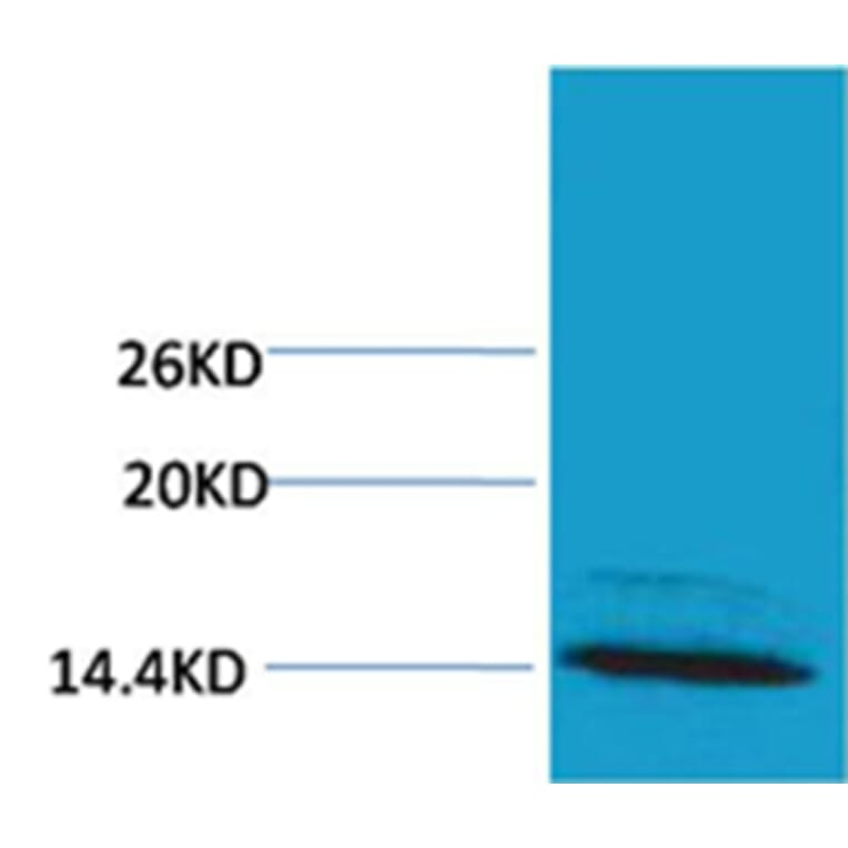 Western blot - Histone H4 (mono-methyl-Arg3) Rabbit Polyclonal Antibody from Signalway Antibody - Antibodies.com