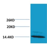 Western blot - Histone H4 (mono-methyl-Arg3) Rabbit Polyclonal Antibody from Signalway Antibody - Antibodies.com