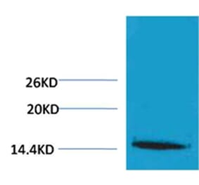 Western blot - Histone H1 (Tri-Methyl-Lys25) Rabbit Polyclonal Antibody from Signalway Antibody - Antibodies.com