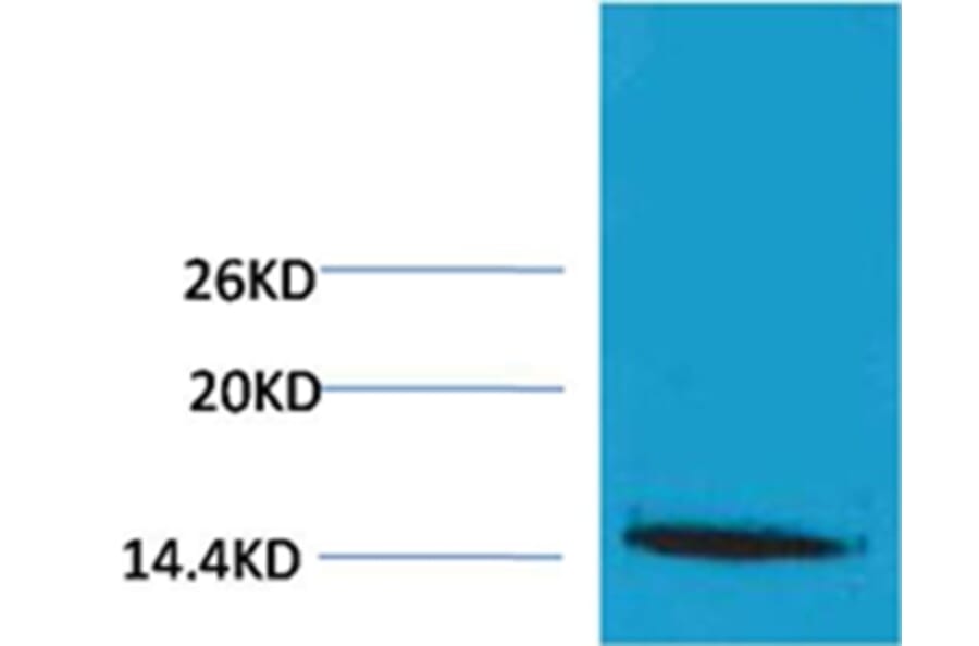 Western blot - Histone H1 (Tri-Methyl-Lys25) Rabbit Polyclonal Antibody from Signalway Antibody - Antibodies.com