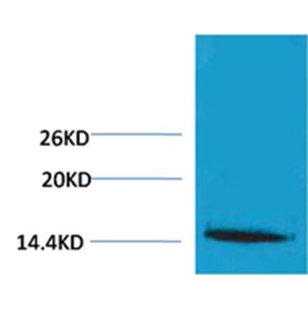 Western blot - Histone H1 (Tri-Methyl-Lys25) Rabbit Polyclonal Antibody from Signalway Antibody - Antibodies.com