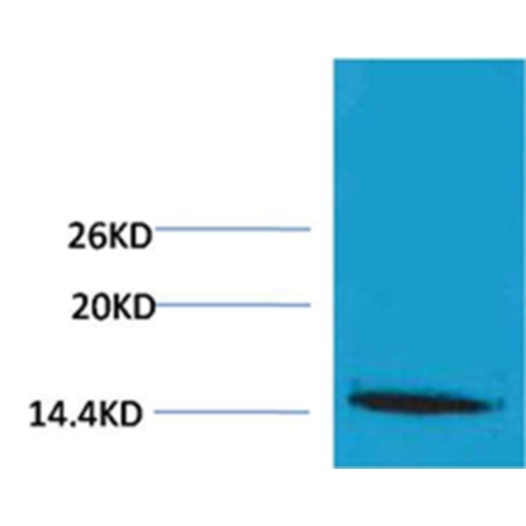 Western blot - Histone H1 (Tri-Methyl-Lys25) Rabbit Polyclonal Antibody from Signalway Antibody - Antibodies.com