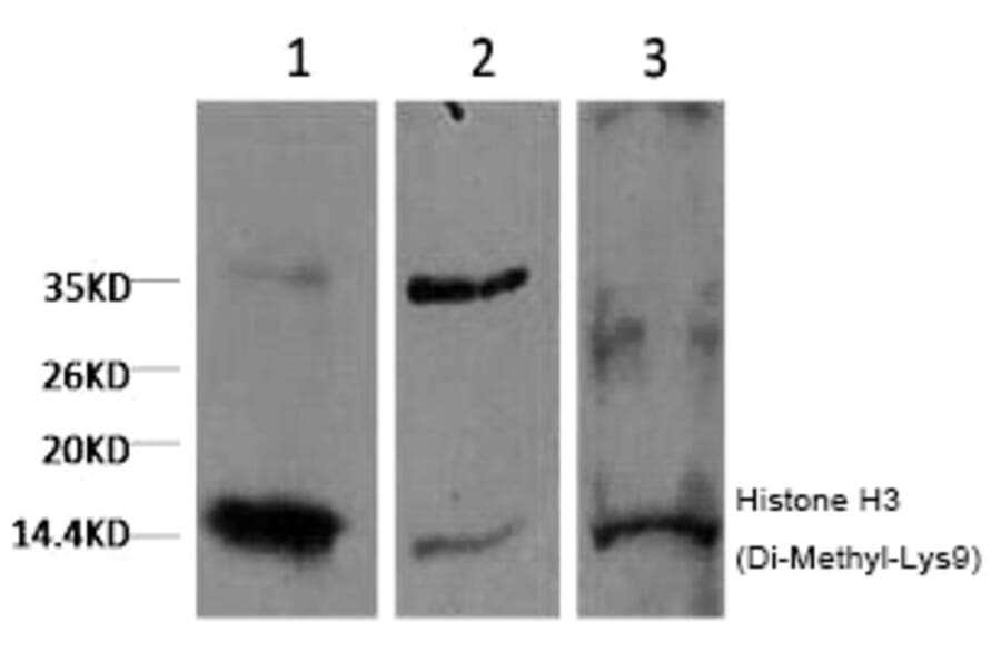 Western blot - Histone H3 (Di-Methyl-Lys9) Monoclonal Antibody from Signalway Antibody (HW163) - Antibodies.com