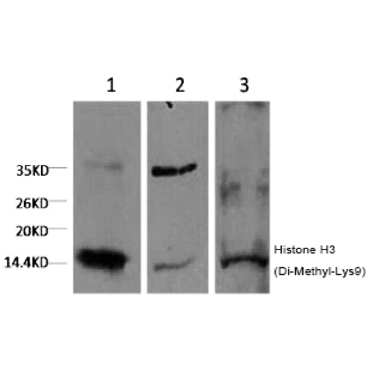 Western blot - Histone H3 (Di-Methyl-Lys9) Monoclonal Antibody from Signalway Antibody (HW163) - Antibodies.com