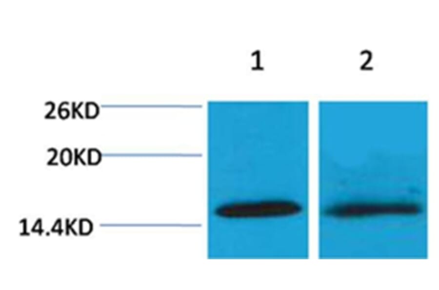 Western blot - Histone H4 (Di-Methyl-Lys20) Rabbit Polyclonal Antibody from Signalway Antibody - Antibodies.com