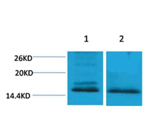Western blot - Histone H4 (Di-Methyl-Lys59) Rabbit Polyclonal Antibody from Signalway Antibody - Antibodies.com