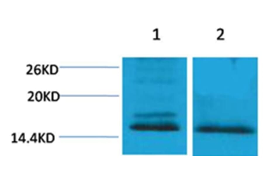 Western blot - Histone H4 (Di-Methyl-Lys59) Rabbit Polyclonal Antibody from Signalway Antibody - Antibodies.com