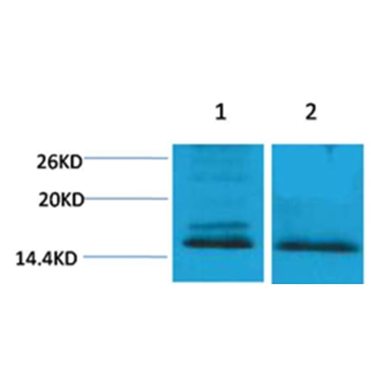 Western blot - Histone H4 (Di-Methyl-Lys59) Rabbit Polyclonal Antibody from Signalway Antibody - Antibodies.com