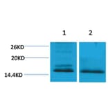 Western blot - Histone H4 (Di-Methyl-Lys59) Rabbit Polyclonal Antibody from Signalway Antibody - Antibodies.com