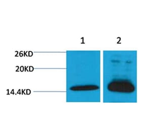 Western blot - Histone H4 (Di-Methyl-Lys79) Rabbit Polyclonal Antibody from Signalway Antibody - Antibodies.com