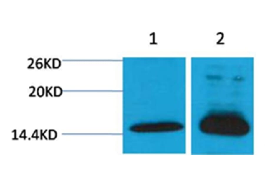 Western blot - Histone H4 (Di-Methyl-Lys79) Rabbit Polyclonal Antibody from Signalway Antibody - Antibodies.com
