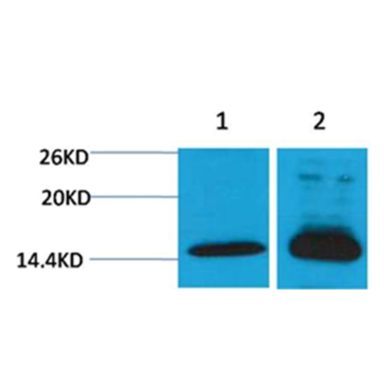 Western blot - Histone H4 (Di-Methyl-Lys79) Rabbit Polyclonal Antibody from Signalway Antibody - Antibodies.com