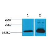 Western blot - Histone H4 (Di-Methyl-Lys79) Rabbit Polyclonal Antibody from Signalway Antibody - Antibodies.com