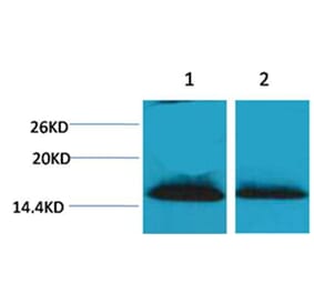 Western blot - Histone H1 (Di-Methyl-Lys25) Rabbit Polyclonal Antibody from Signalway Antibody - Antibodies.com