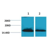 Western blot - Histone H1 (Di-Methyl-Lys25) Rabbit Polyclonal Antibody from Signalway Antibody - Antibodies.com