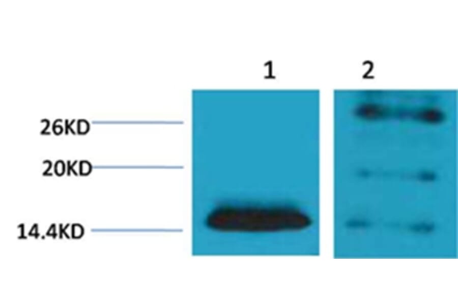 Western blot - Histone H2B (Di-Methyl-Lys5) Rabbit Polyclonal Antibody from Signalway Antibody - Antibodies.com