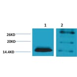 Western blot - Histone H2B (Di-Methyl-Lys5) Rabbit Polyclonal Antibody from Signalway Antibody - Antibodies.com