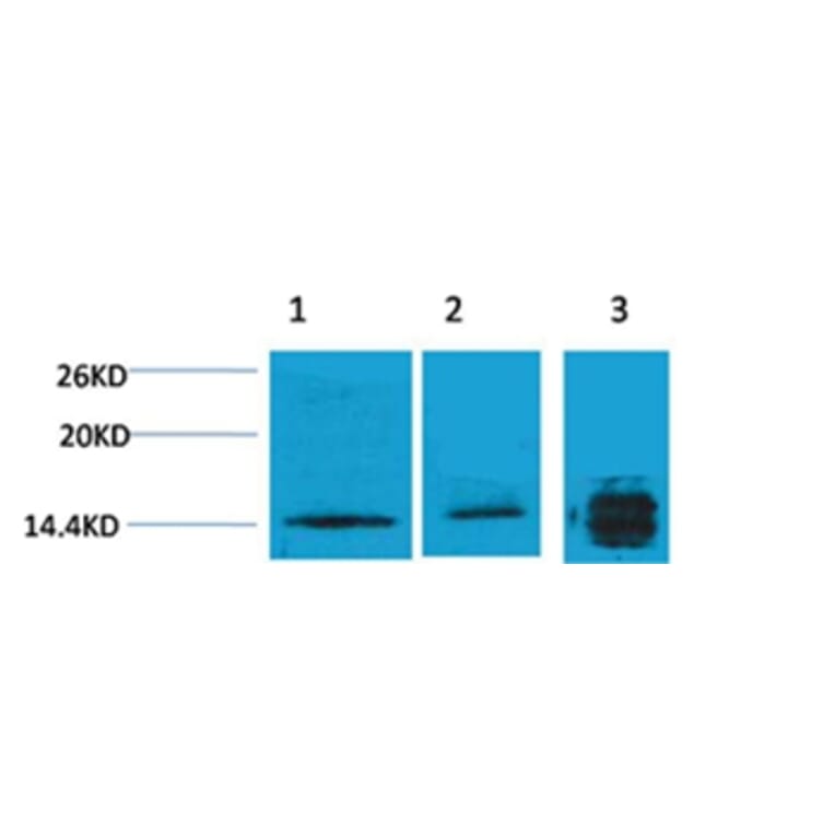 Western blot - Histone H3 (Tri-Methyl-Lys4) Rabbit Polyclonal Antibody from Signalway Antibody - Antibodies.com