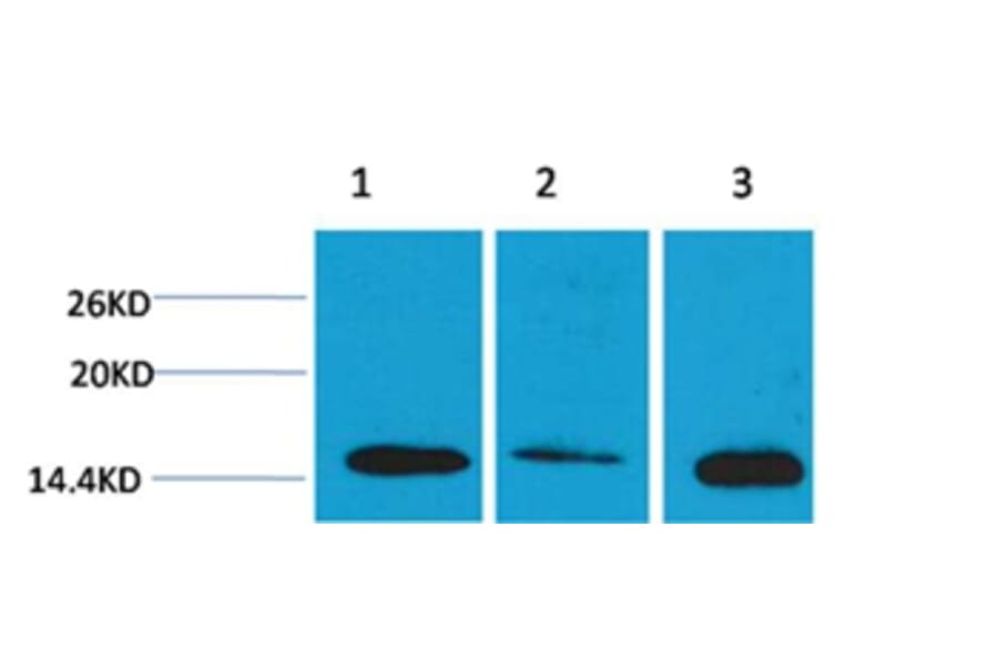 Western blot - Histone H3 (Di-Methyl-Lys4) Rabbit Polyclonal Antibody from Signalway Antibody - Antibodies.com