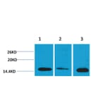 Western blot - Histone H3 (Di-Methyl-Lys4) Rabbit Polyclonal Antibody from Signalway Antibody - Antibodies.com