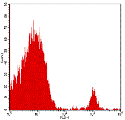 Rat anti-Mouse CD8, FITC Conjugated mAb from Signalway Antibody (28261) - Antibodies.com