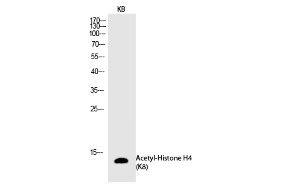 Western blot - Histone H4 (Acetyl-Lys8) Polyclonal Antibody from Signalway Antibody (HW108) - Antibodies.com