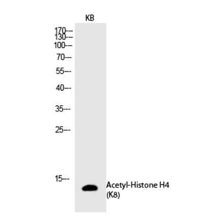 Western blot - Histone H4 (Acetyl-Lys8) Polyclonal Antibody from Signalway Antibody (HW108) - Antibodies.com